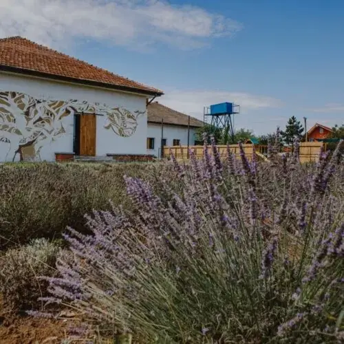 https://honeypot0.s3.amazonaws.com/1702283684476-gallery-GRADINA%20CU%20LAVANDA%20%284%29.webp